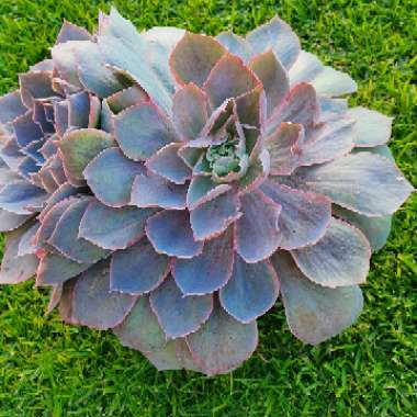 Echeveria Morning Light