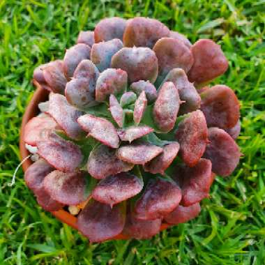 Echeveria Pagoda