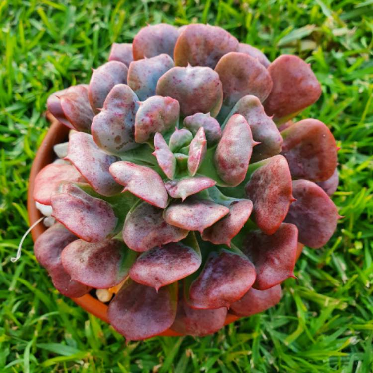 Plant image Echeveria Pagoda