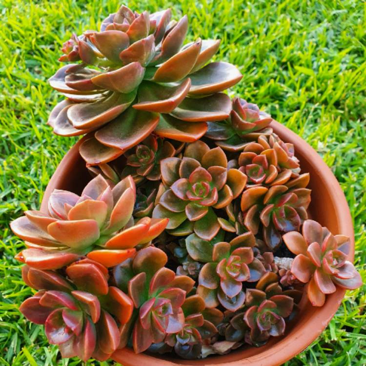 plant image 1314239