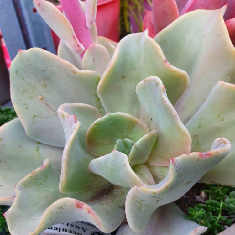plant image 1314244
