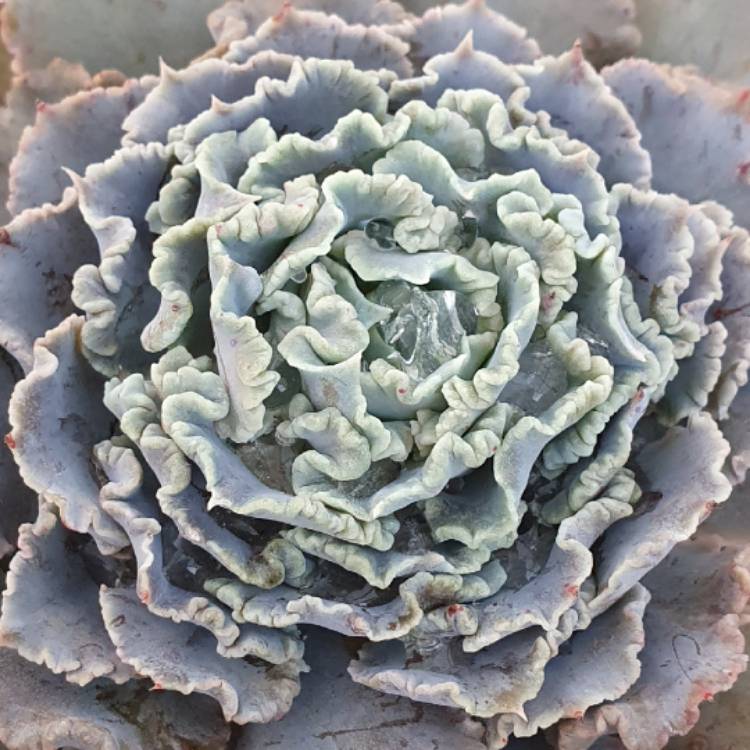 Plant image Echeveria Shaviana Truffles