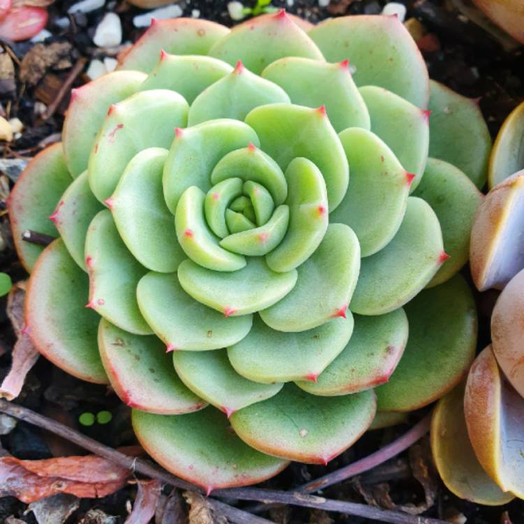 plant image 1314255