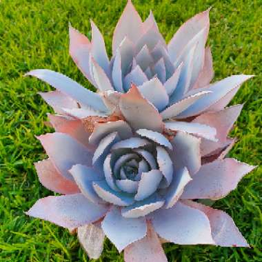 Echeveria Cante