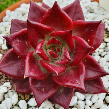 Echeveria Agavoides Romeo Rubin