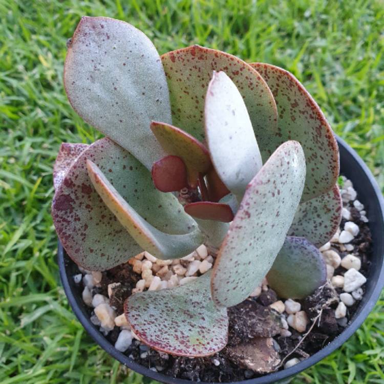 plant image 1332095