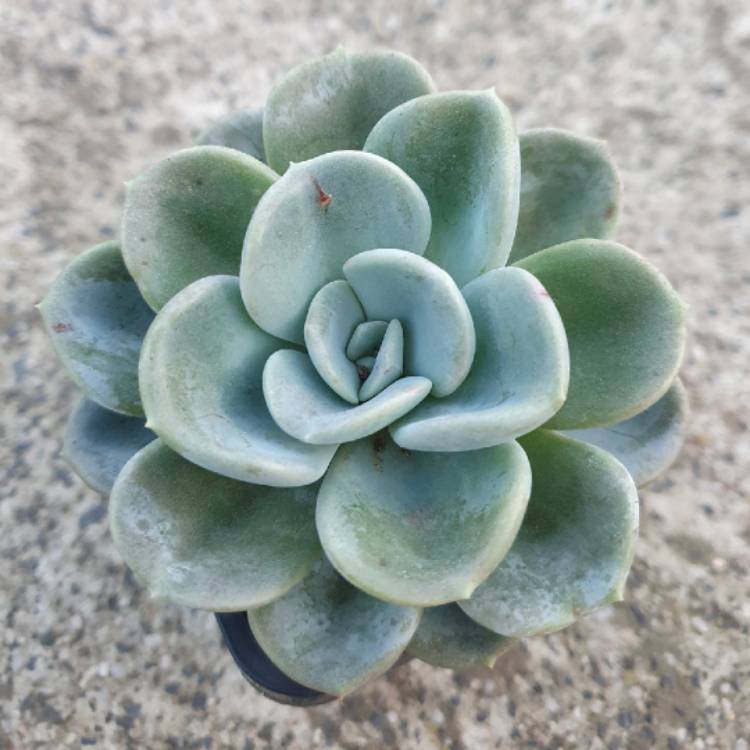 plant image 1332098