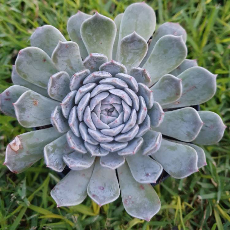 Plant image Echeveria Louise