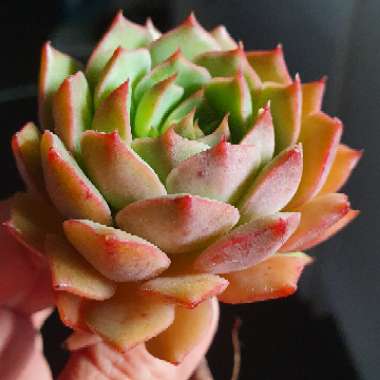 Echeveria Ramillete