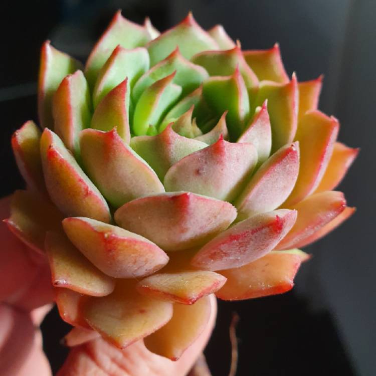 Plant image Echeveria Ramillete