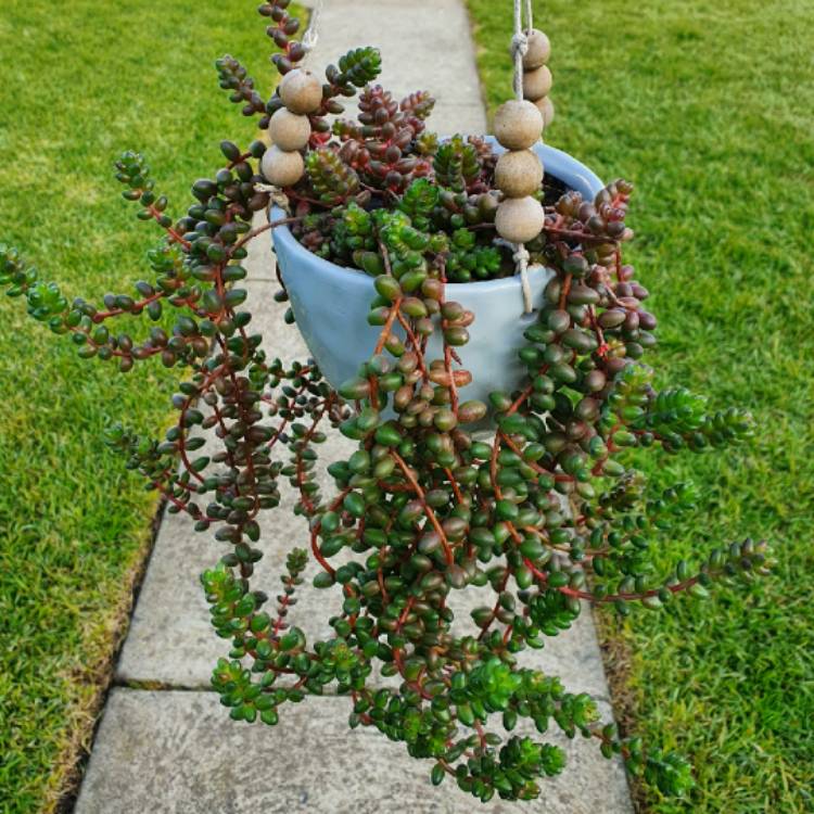 plant image 1332113