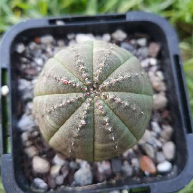 Euphorbia Obesa