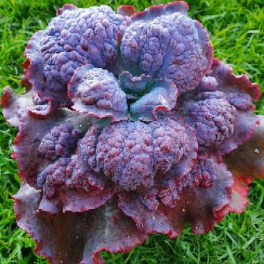 Echeveria Brocade