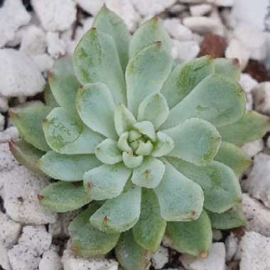 Echeveria Whiteline