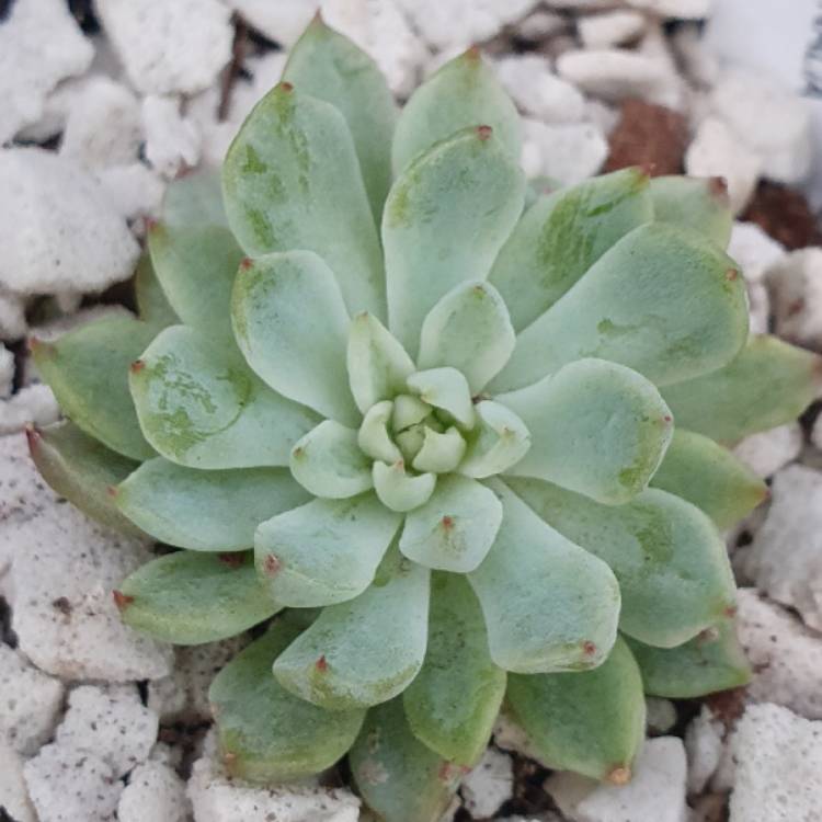 Plant image Echeveria Whiteline