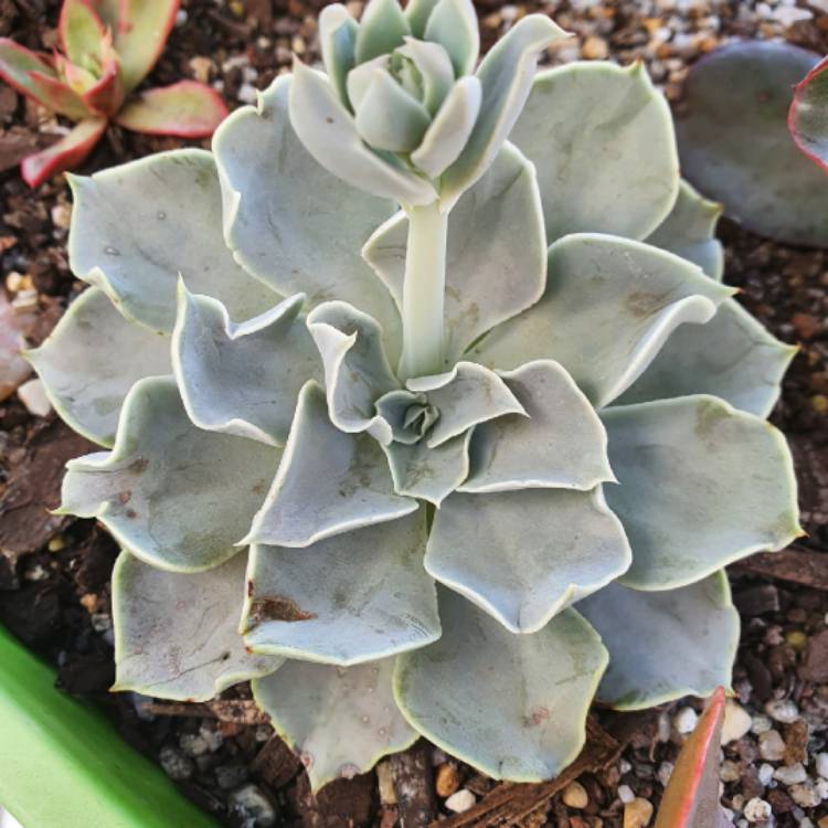 Plant image Echeveria Bustamante