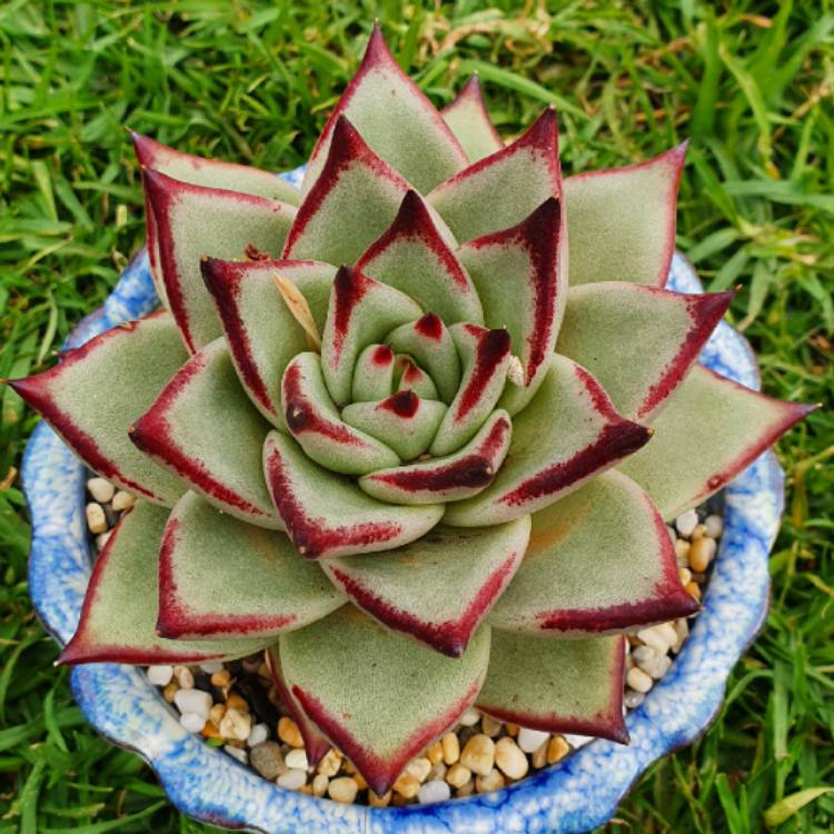 plant image 1402737