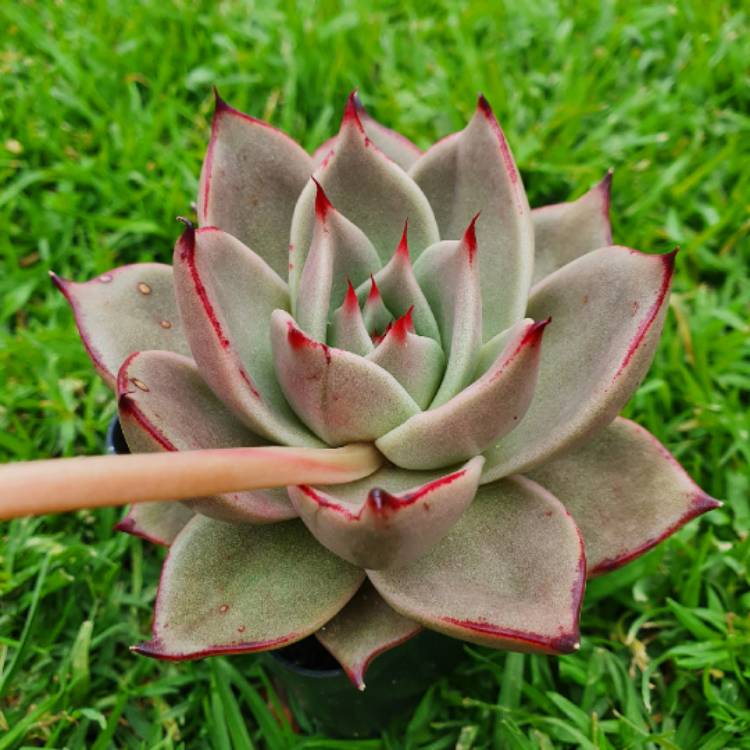 Plant image Echeveria Agavoides Jade Star