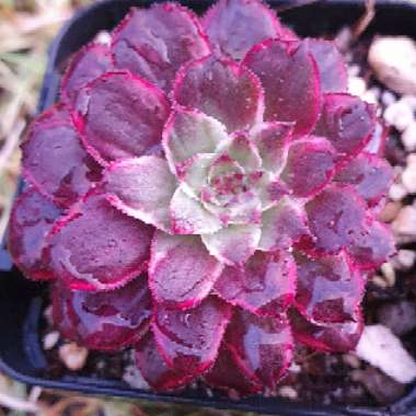 Aeonium Inferno