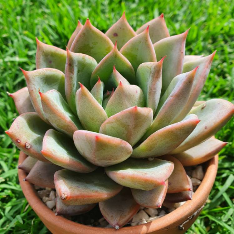 plant image 1404124 plant image 1404124