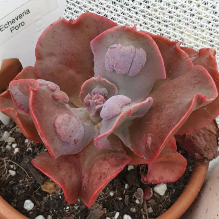 Plant image Echeveria Poro