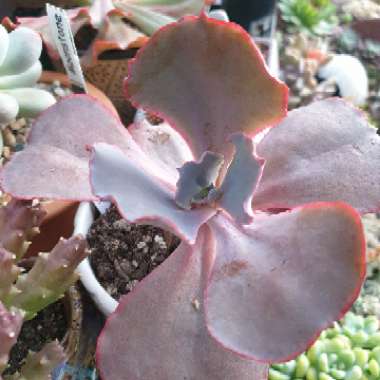 Echeveria Cinderella