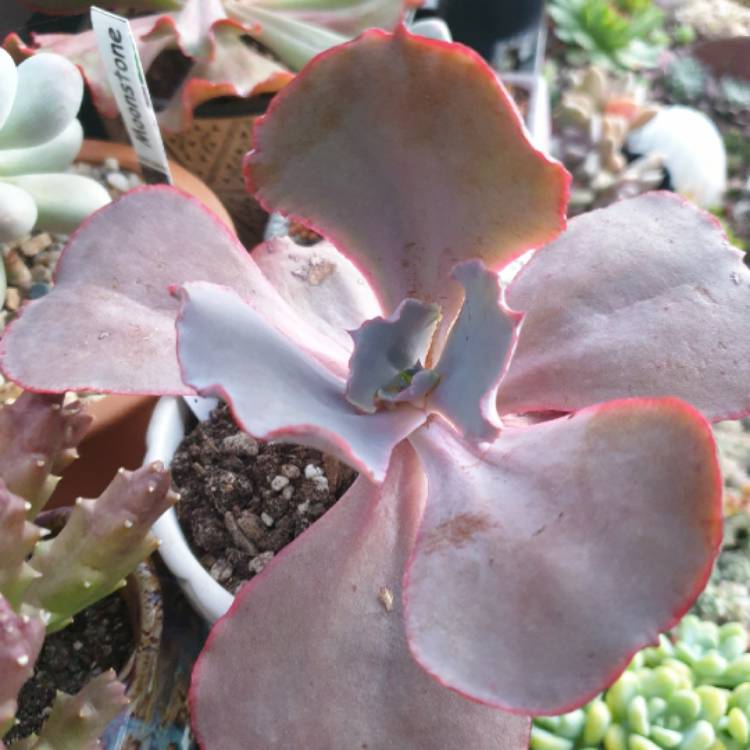 Plant image Echeveria Cinderella
