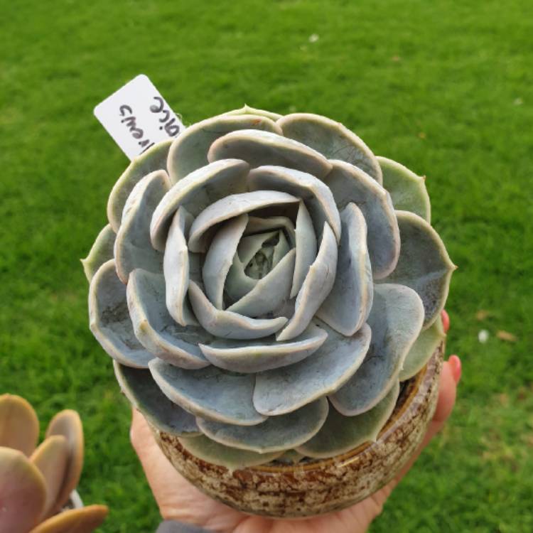 plant image 1432930