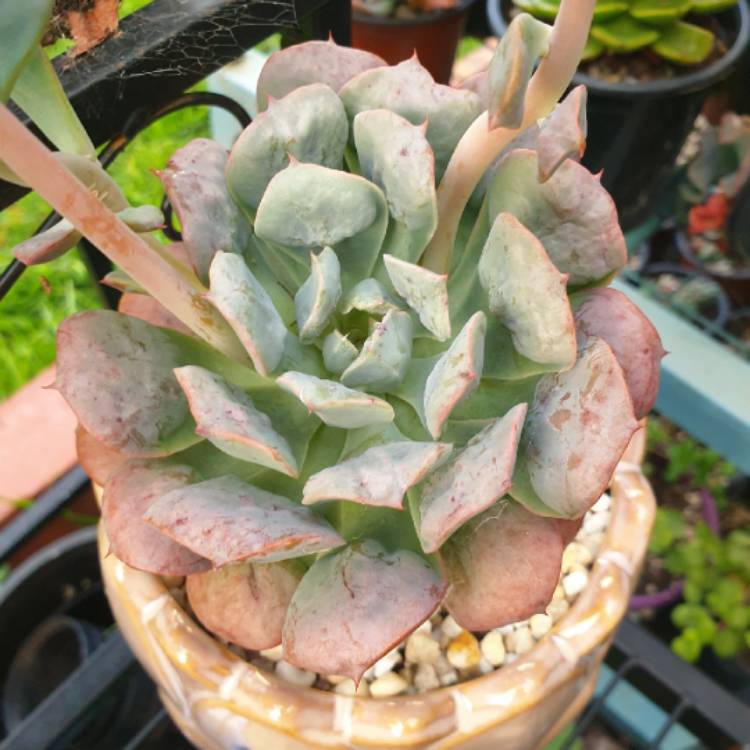 plant image 1432933