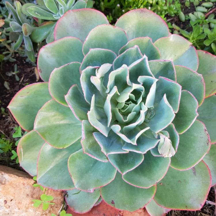 plant image 836738