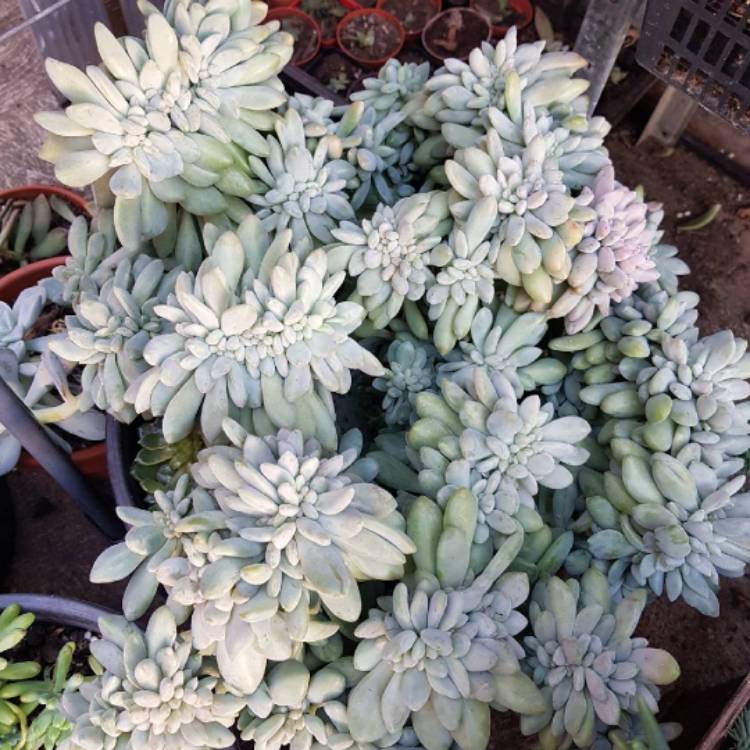 Plant image x Pachyveria Elaine Cristata