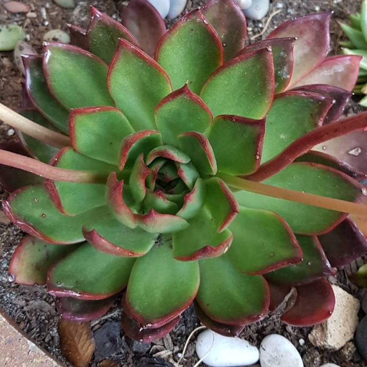 plant image 858274 plant image 858274