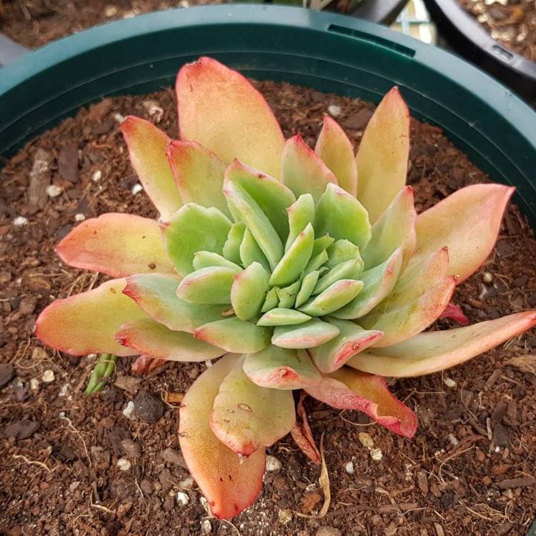 Plant image Echeveria Low