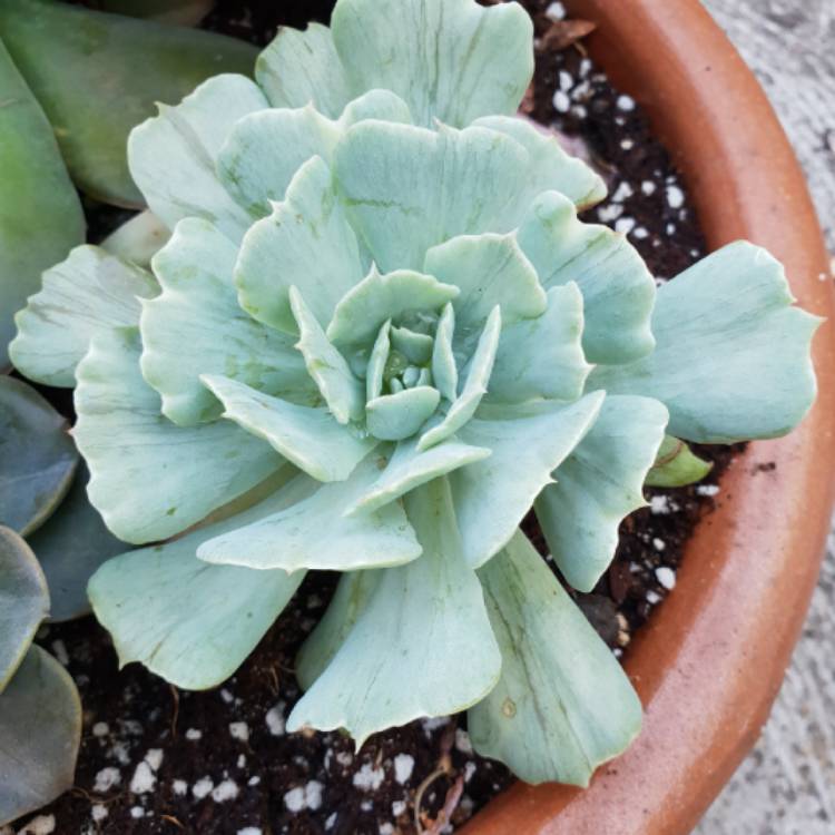 Plant image Echeveria Cooks Pride