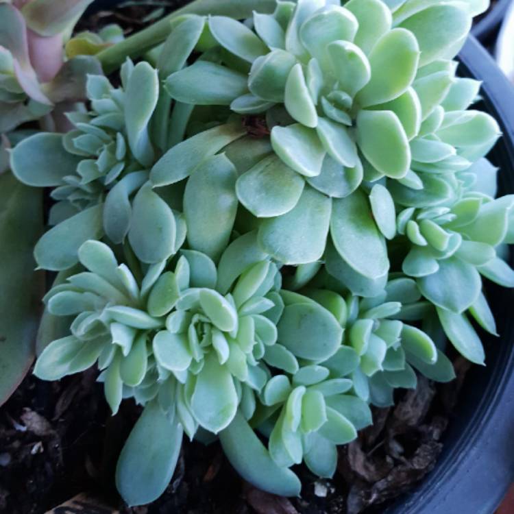 Plant image Echeveria Elegans Potosina
