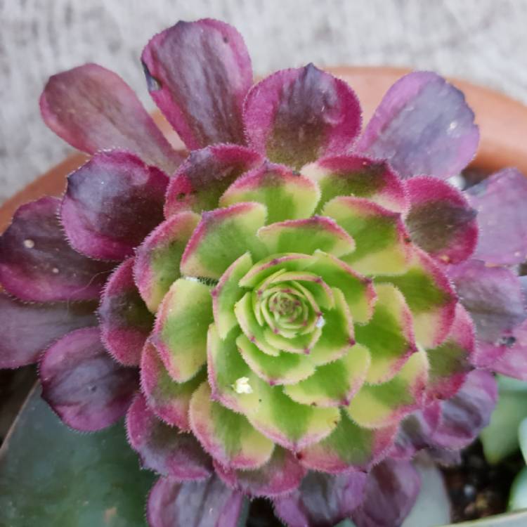 plant image 926790