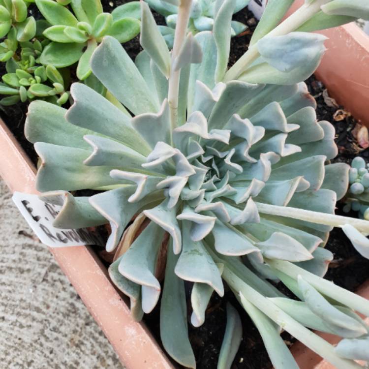 plant image 927449 plant image 927449