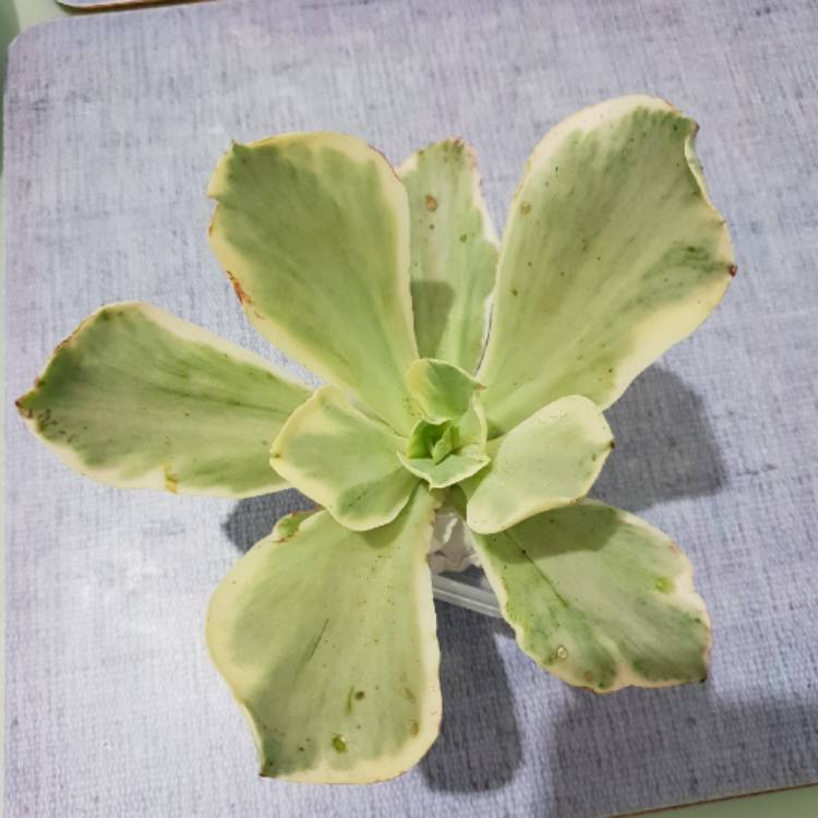 plant image 927889