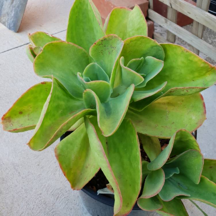 plant image 927969