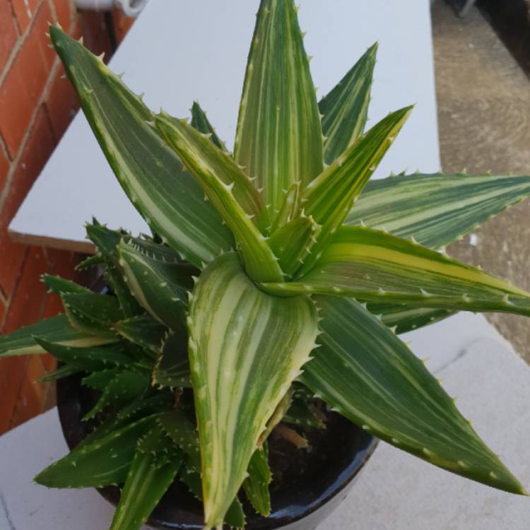 Plant image Aloe Brevifolia Variegata