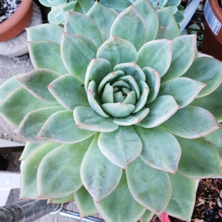 Plant image Echeveria Big O