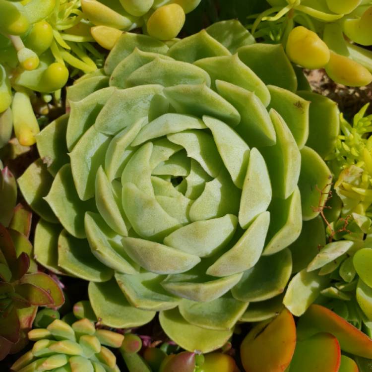 plant image 929531 plant image 929531