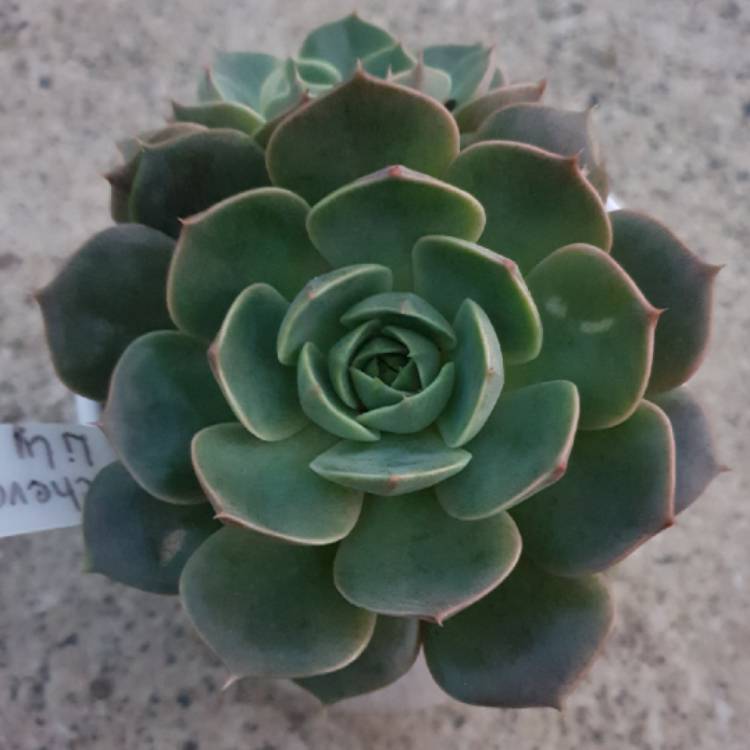 Plant image Echeveria Lily
