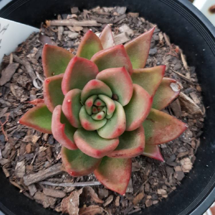 Plant image Echeveria Agavoides Miranda