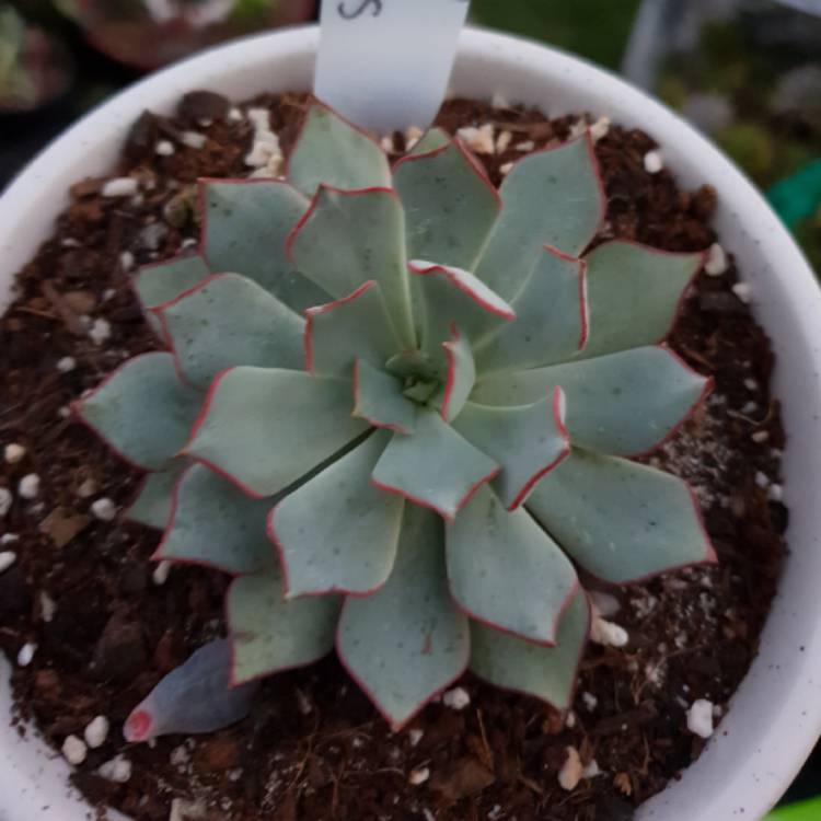 Plant image Echeveria Strictiflora var. Nova