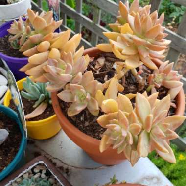 Sedum 'Pat's Pink' syn. Sedeveria 'Pat's Pink', Sedum 'Pam's Pink'