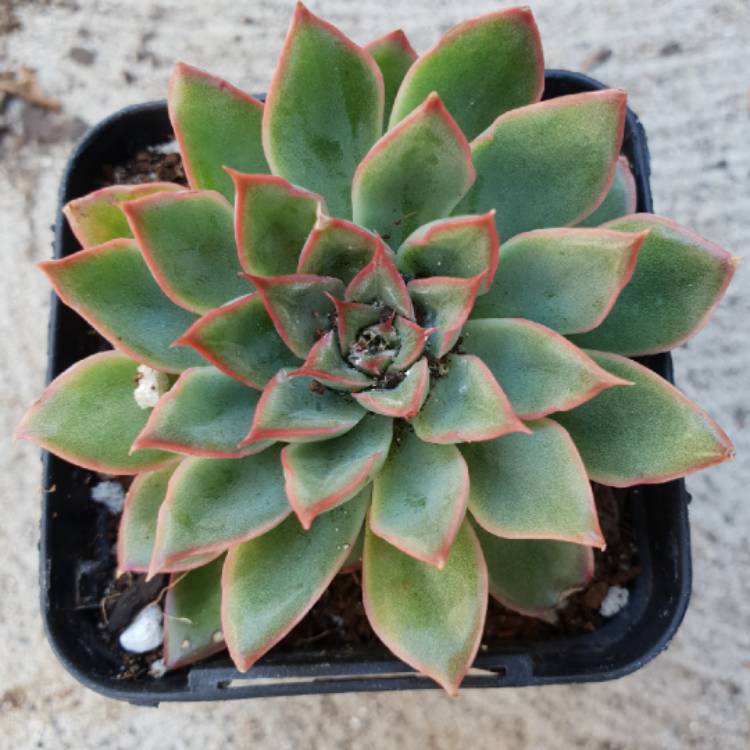Plant image Echeveria Sagitta