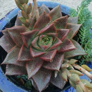 Echeveria Purpusorum
