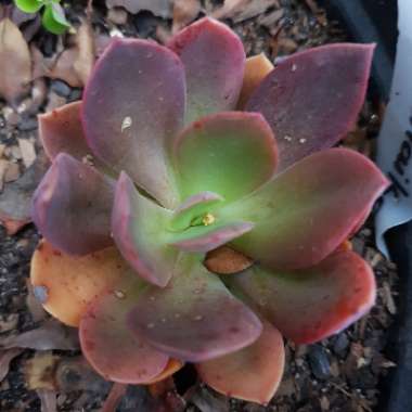 Echeveria Hanaikada