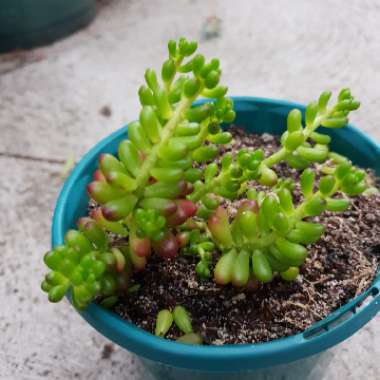 Sedum Rubrotinctum Dwarf 